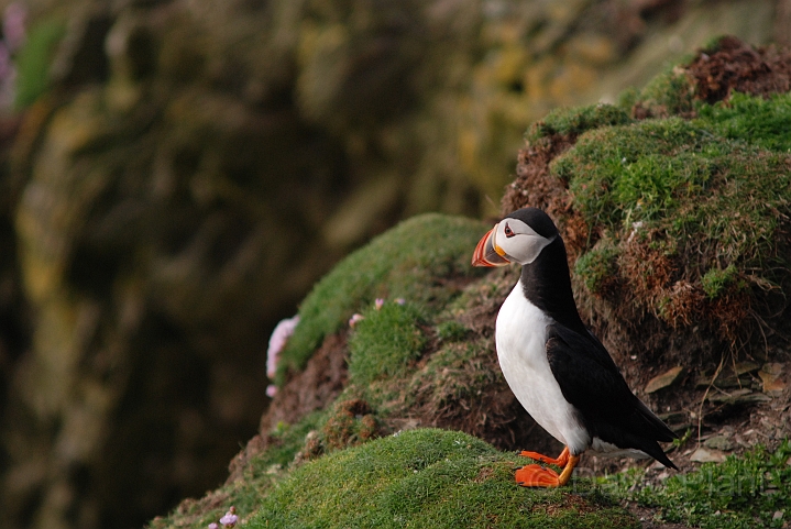 Puffin - E.JPG - Puffin - Shetland Islands